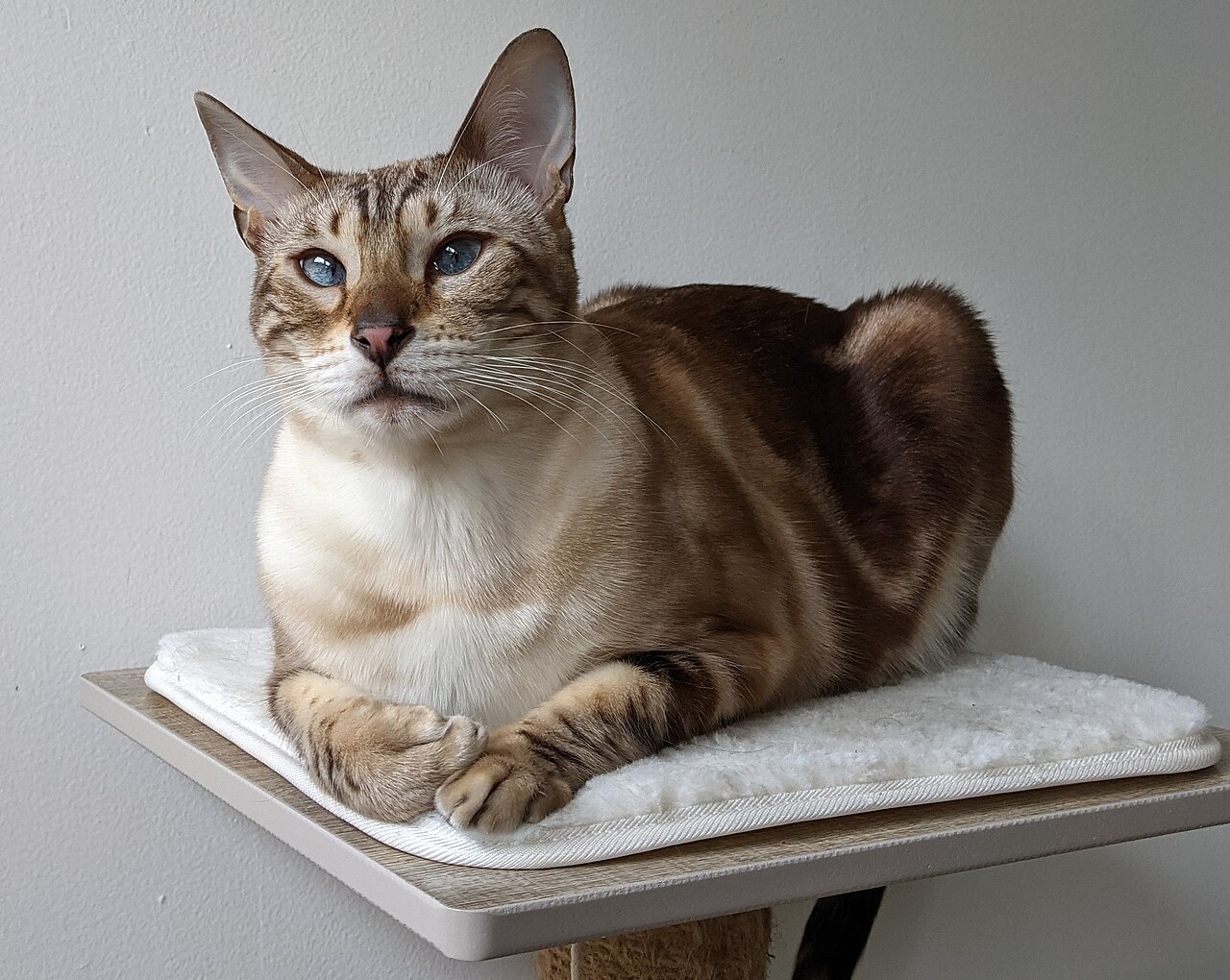 Katze bei der Blutabnahme