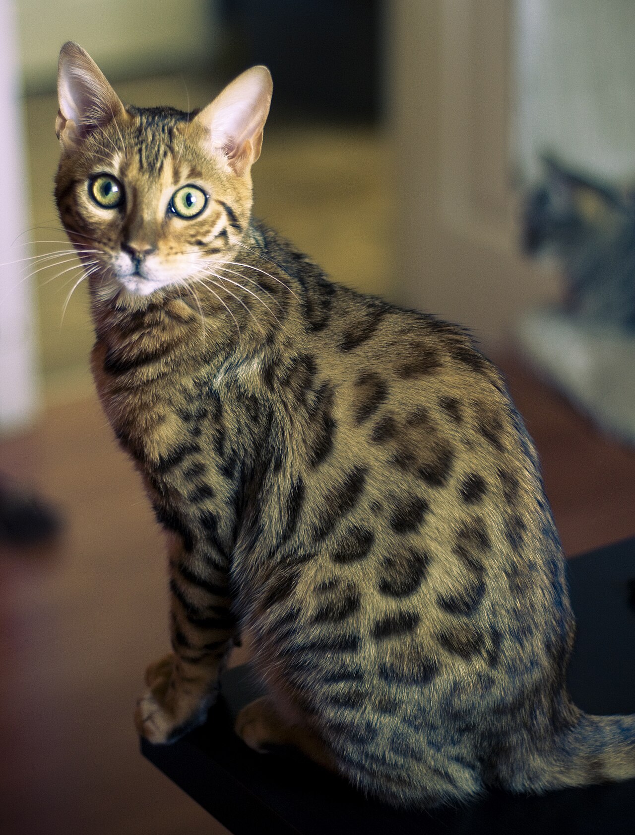 Katze