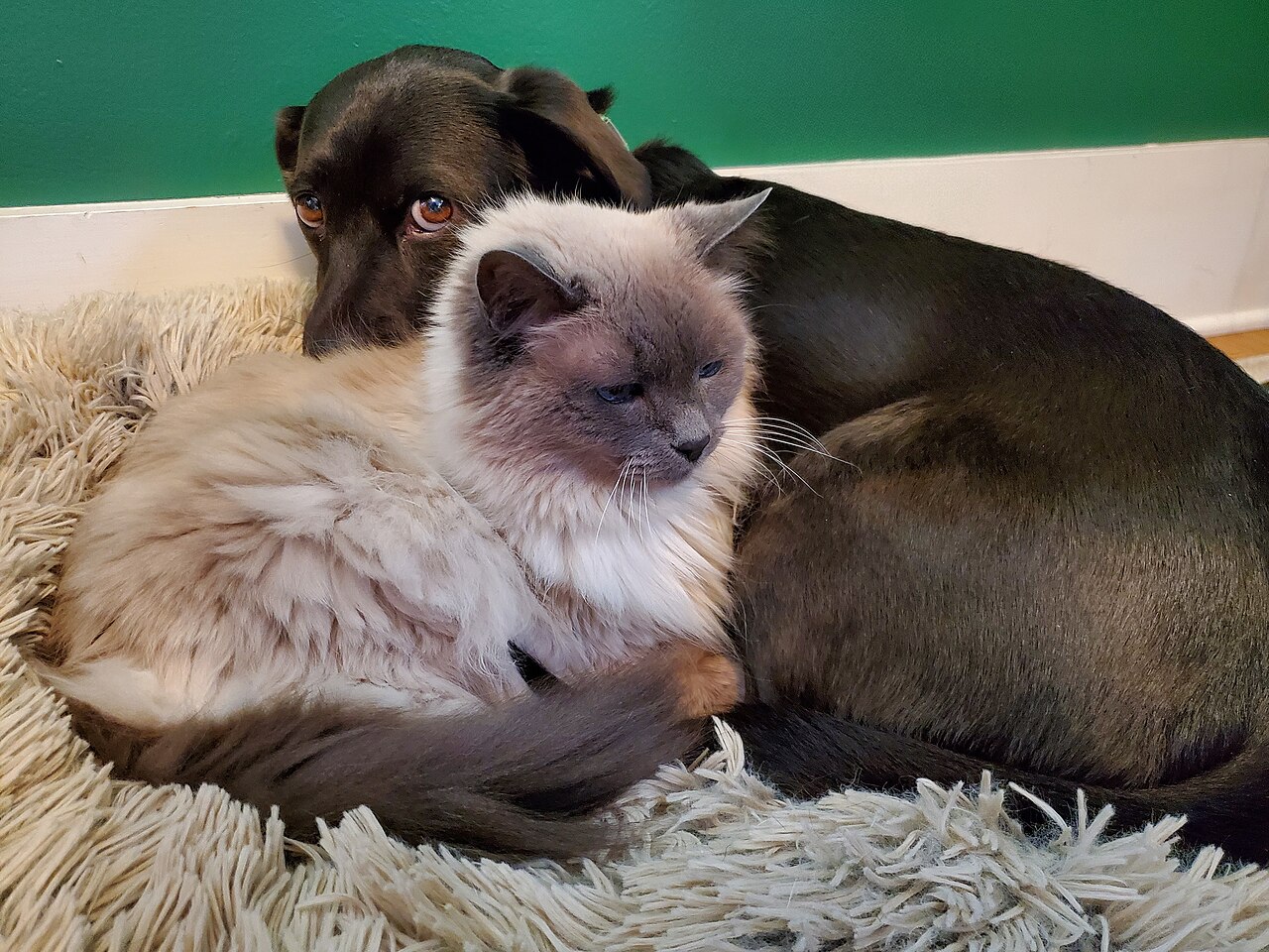 Hund und Katze in der Tierklinik